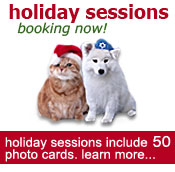 holiday card sessions