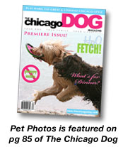 chicago dog