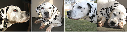 dalmatian rescue of illinois