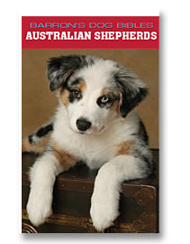 australian shepherd