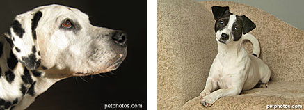 petphotos.com